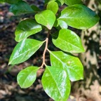 32.Turraea thouarsiana - Bois de quivi - Meliaceae - endémique B M.jpeg