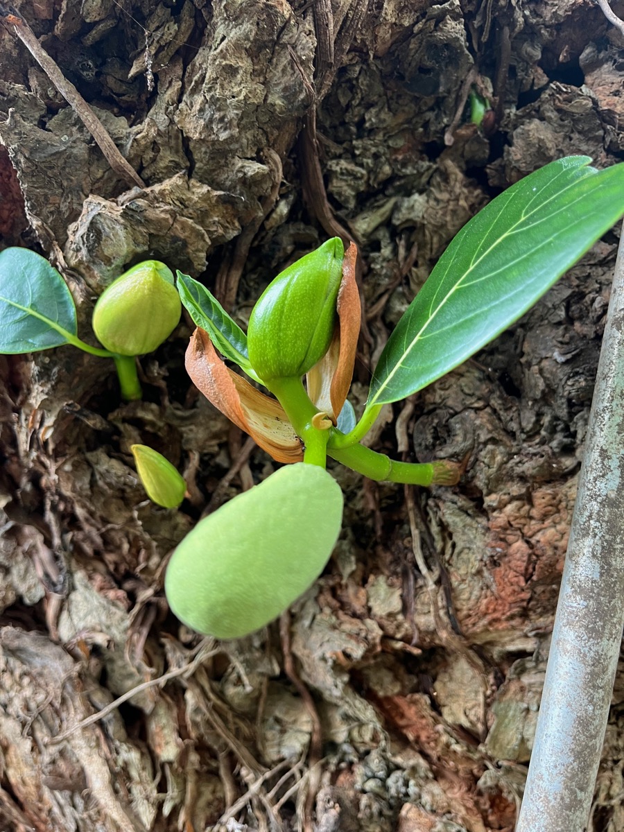 53. Fruits minuscules du  jaquier ou jacquier  (Artocarpus heterophyllus) sur un très vieux tronc.jpeg