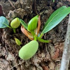 53. Fruits minuscules du  jaquier ou jacquier  (Artocarpus heterophyllus) sur un très vieux tronc.jpeg