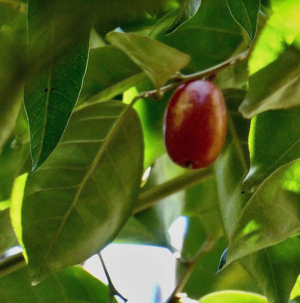 ?? Elaeagnus sp (2).jpeg