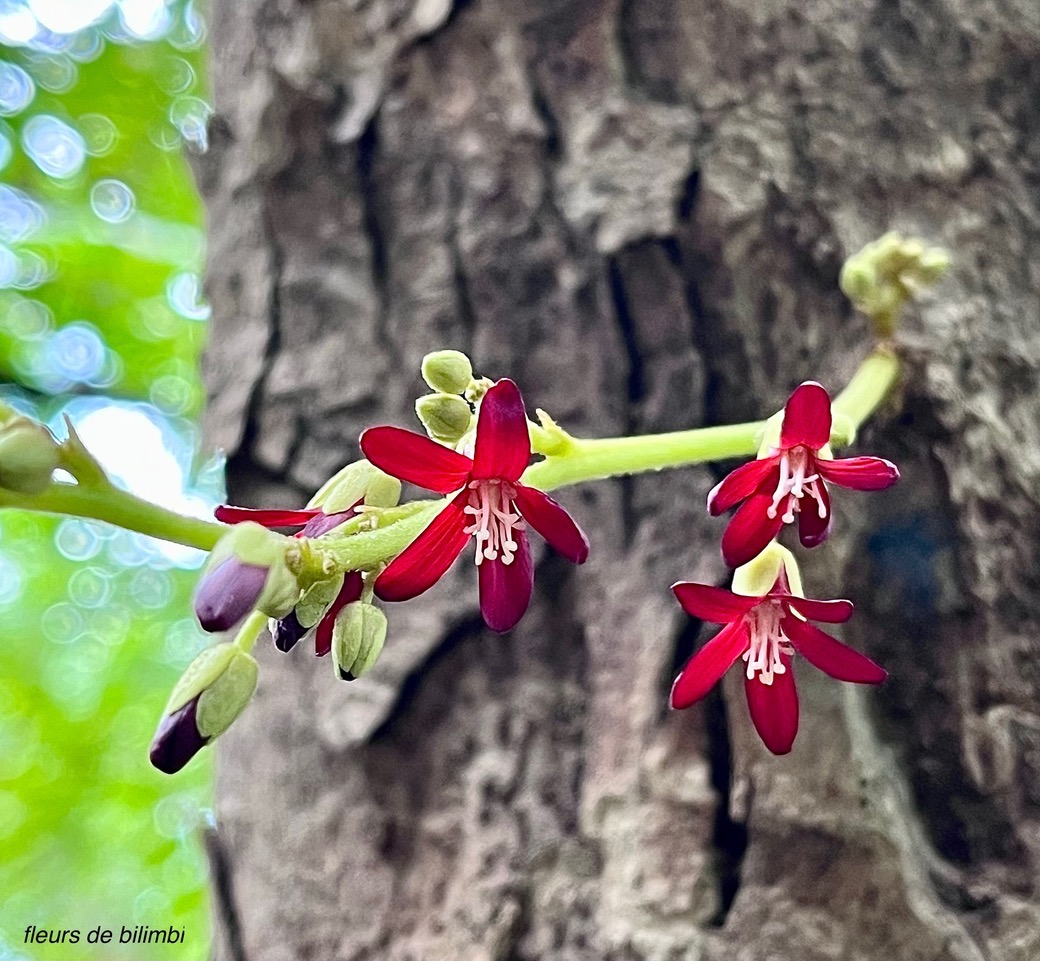 Averrhoa bilimbi.bilimbi.( fleurs ) oxalidaceae.espèce cultivée..jpeg