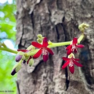 Averrhoa bilimbi.bilimbi.( fleurs ) oxalidaceae.espèce cultivée..jpeg