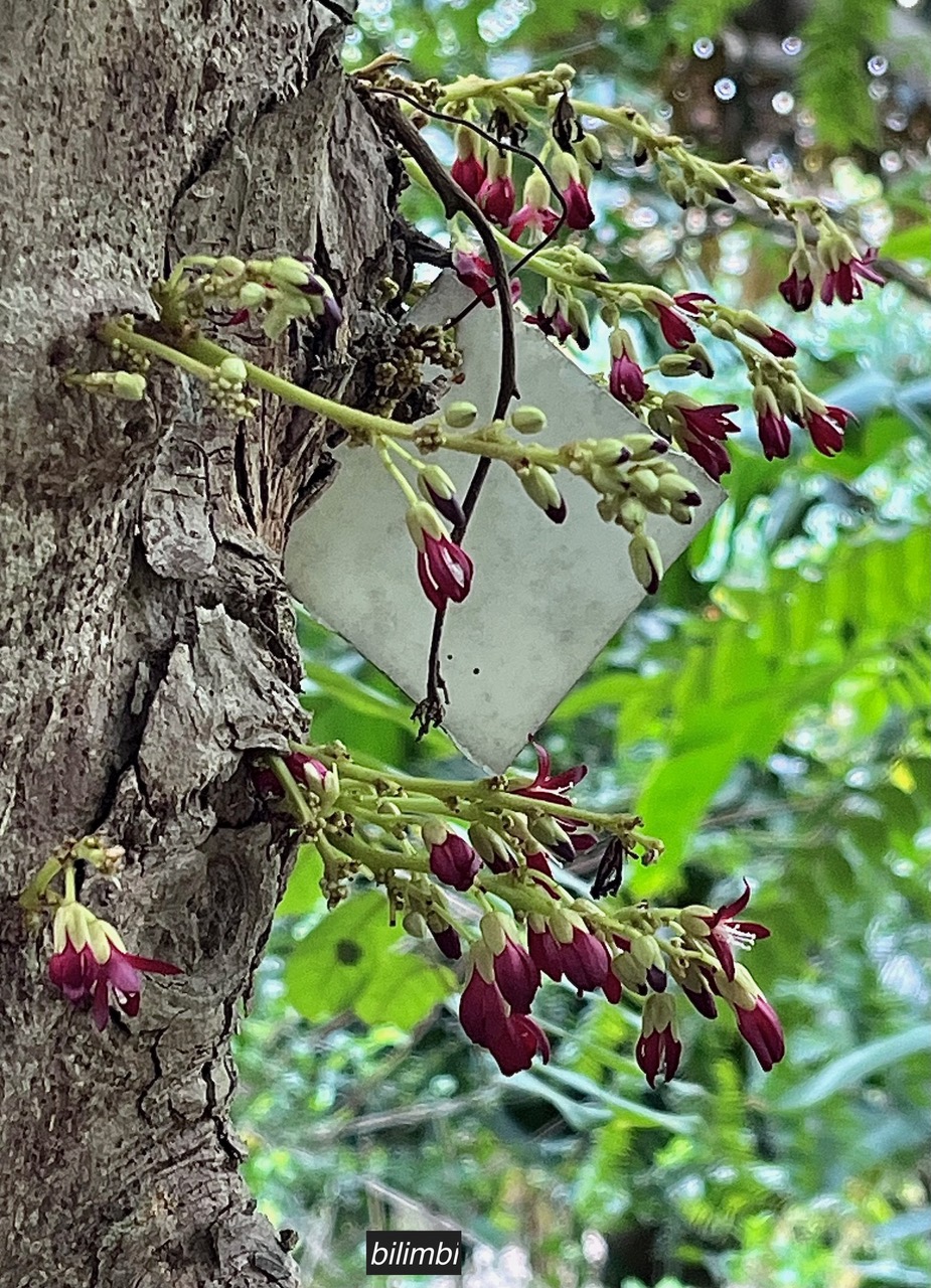 Averrhoa bilimbi.bilimbi.( inflorescences sur le tronc -cauliflorie .) oxalidaceae.espèce cultivée..jpeg