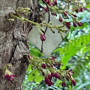 Averrhoa bilimbi.bilimbi.( inflorescences sur le tronc -cauliflorie .) oxalidaceae.espèce cultivée..jpeg