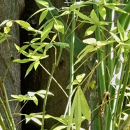 Ceiba pentandra.ouatier.fromager.kapok.( jeunes pousses )malvaceae.espèce cultivée..jpeg