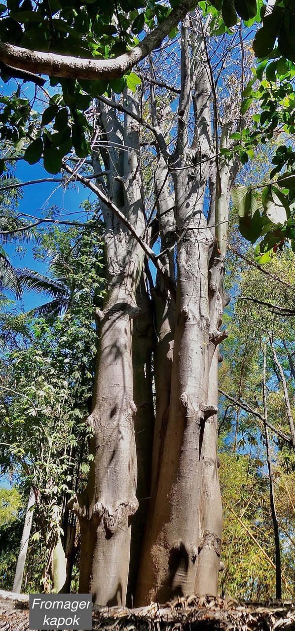 Ceiba pentandra.ouatier.fromager.kapok.malvaceae.espèce cultivée..jpeg