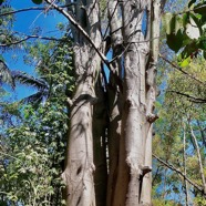 Ceiba pentandra.ouatier.fromager.kapok.malvaceae.espèce cultivée..jpeg