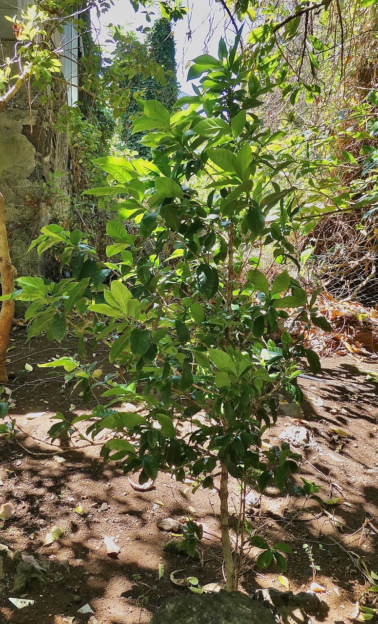 Coffea arabica var laurina.café bourbon pointu.rubiaceae..jpeg