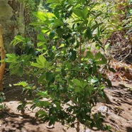 Coffea arabica var laurina.café bourbon pointu.rubiaceae..jpeg