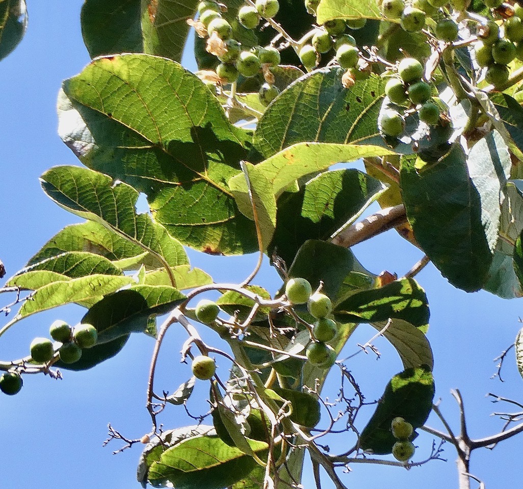 Cordia africana.teck d’Arabie.cordiaceae. ?? (1).jpeg