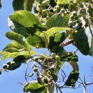 Cordia africana.teck d’Arabie.cordiaceae. ?? (1).jpeg