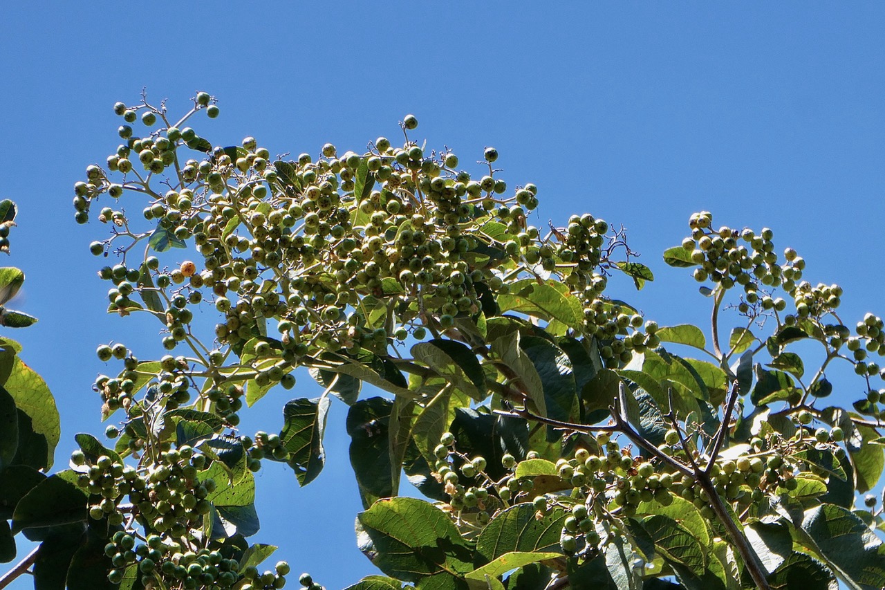 Cordia africana.teck d’Arabie.cordiaceae. ??.jpeg