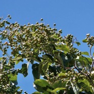 Cordia africana.teck d’Arabie.cordiaceae. ??.jpeg