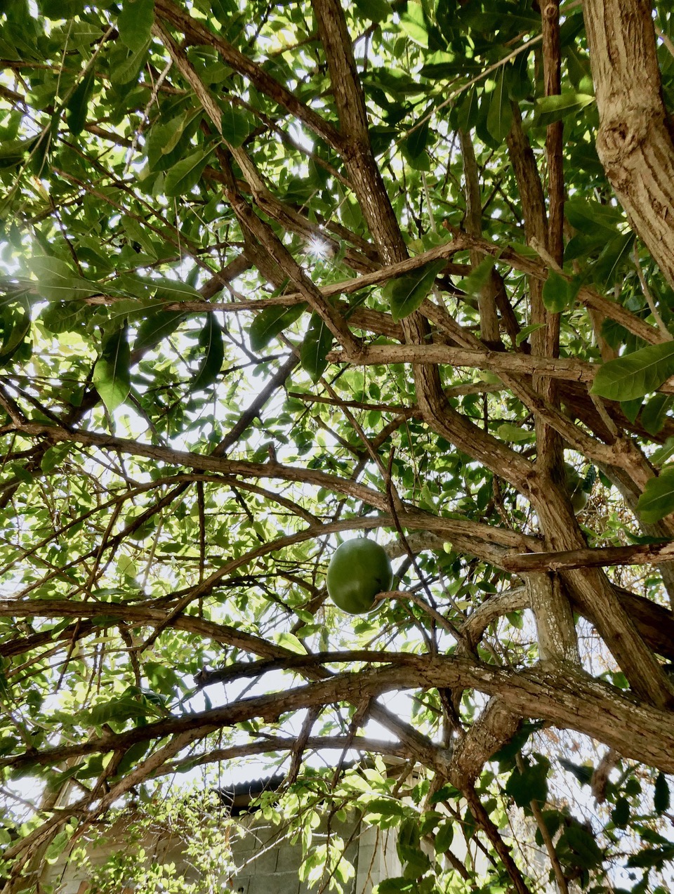 Crescentia cujete.calebassier des antilles.calebassier.bignoniaceae.espèce cultivée..jpeg