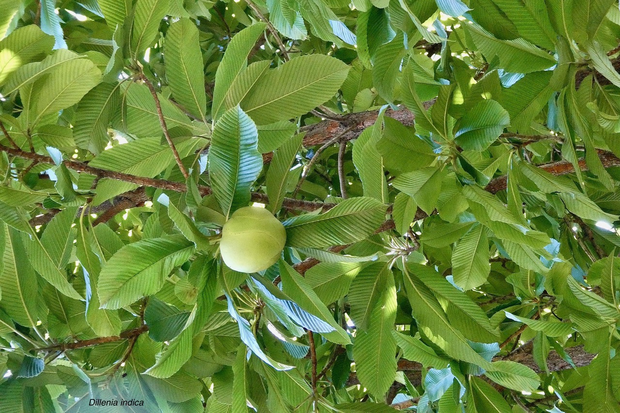 Dillenia indica.baboul.chalta.dilleniaceae.espèce cultivée. (1).jpeg