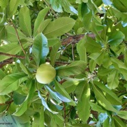 Dillenia indica.baboul.chalta.dilleniaceae.espèce cultivée. (1).jpeg