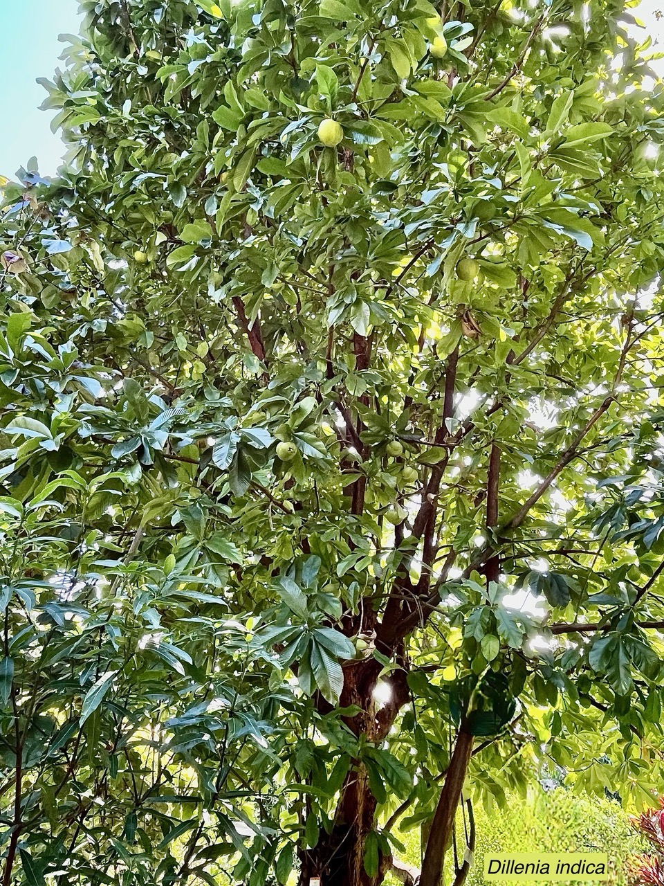 Dillenia indica.baboul.chalta.dilleniaceae.espèce cultivée..jpeg