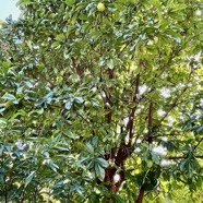 Dillenia indica.baboul.chalta.dilleniaceae.espèce cultivée..jpeg