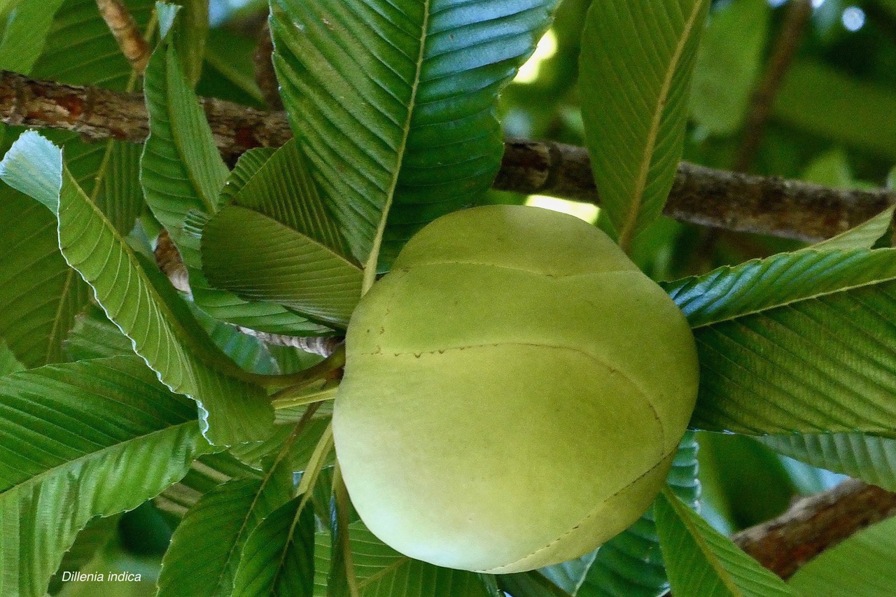 Dillenia indica.baboul.chalta.fruit .dilleniaceae.espèce cultivée..jpeg