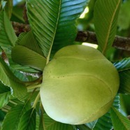 Dillenia indica.baboul.chalta.fruit .dilleniaceae.espèce cultivée..jpeg