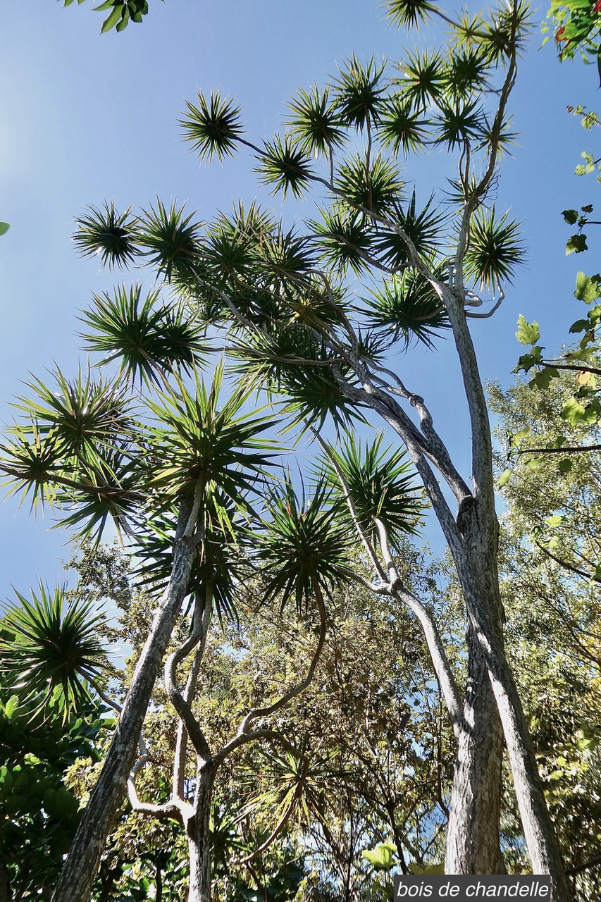 Dracaena reflexa.bois de chandelle.asparagaceae.endémique Madagascar.Seychelles Mascareignes. (1).jpeg