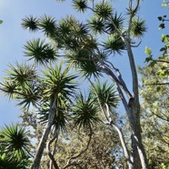 Dracaena reflexa.bois de chandelle.asparagaceae.endémique Madagascar.Seychelles Mascareignes. (1).jpeg