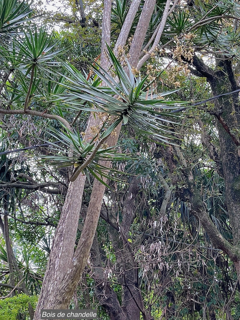 Dracaena reflexa.bois de chandelle.asparagaceae.endémique Madagascar.Seychelles Mascareignes..jpeg