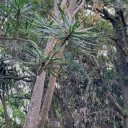 Dracaena reflexa.bois de chandelle.asparagaceae.endémique Madagascar.Seychelles Mascareignes..jpeg