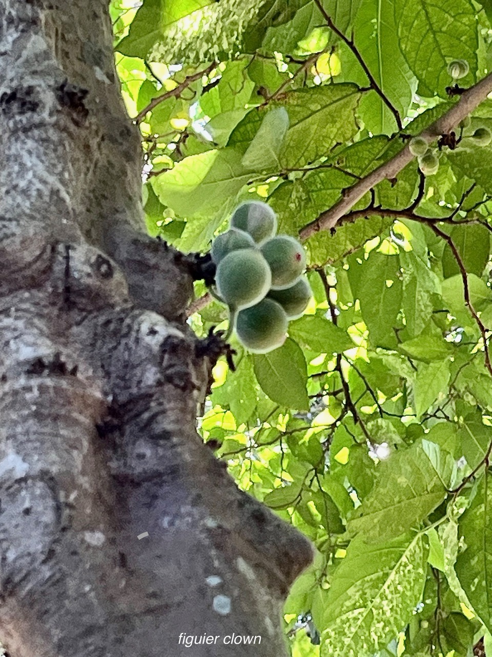 Ficus aspera.figuier clown.moraceae..jpeg