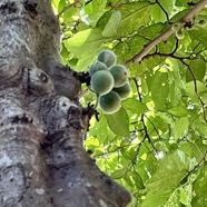 Ficus aspera.figuier clown.moraceae..jpeg