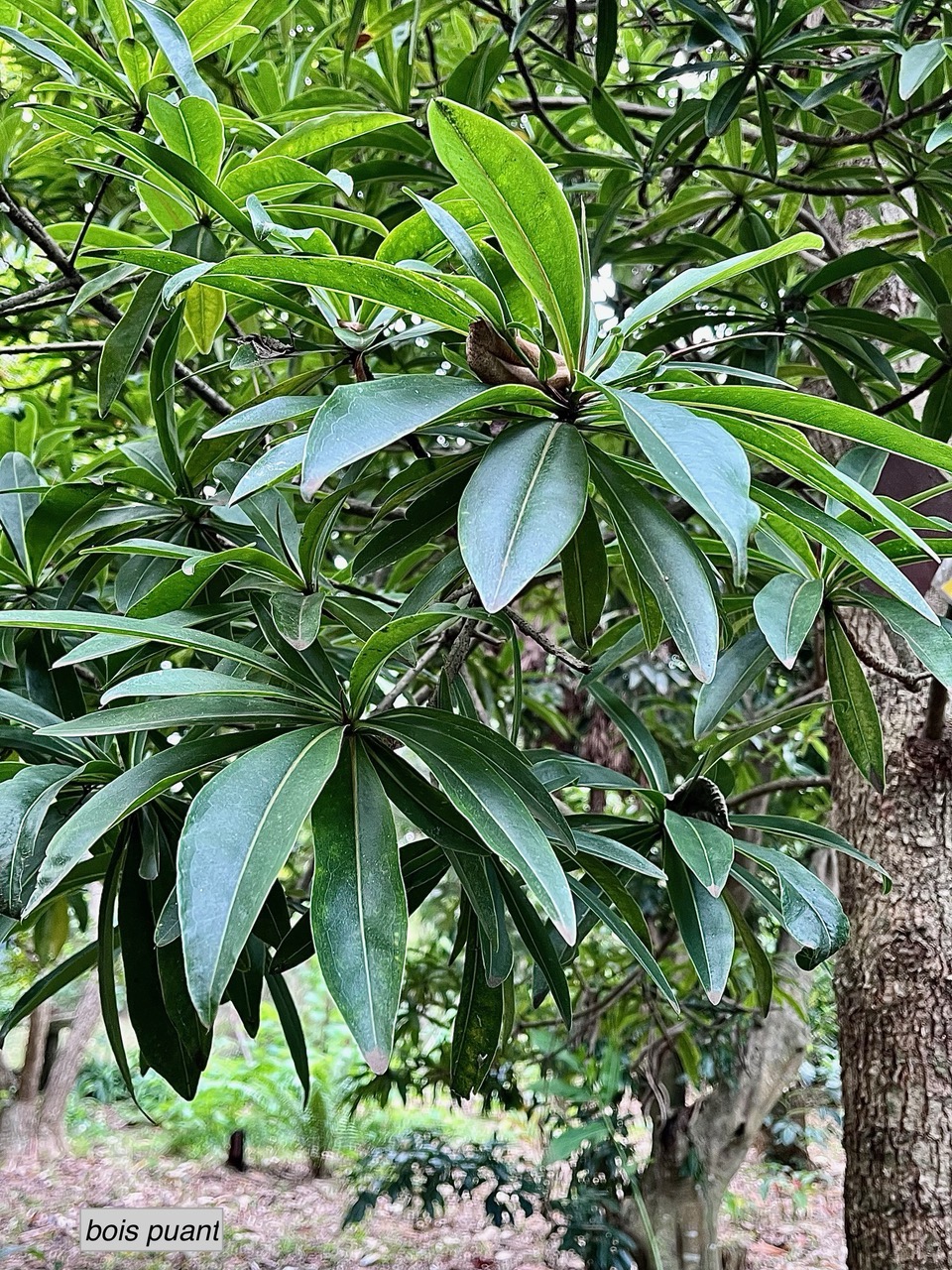 Foetidia mauritiana.bois puant.lecythidaceae.endémique Réunion Maurice (1).jpeg