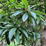 Foetidia mauritiana.bois puant.lecythidaceae.endémique Réunion Maurice (1).jpeg