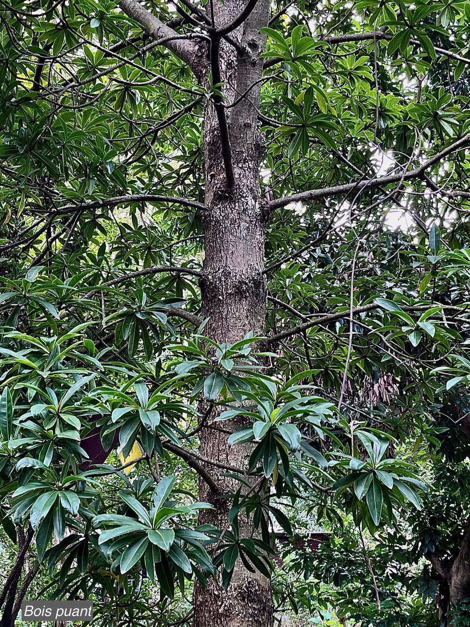 Foetidia mauritiana.bois puant.lecythidaceae.endémique Réunion Maurice (2).jpeg