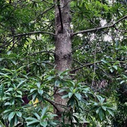 Foetidia mauritiana.bois puant.lecythidaceae.endémique Réunion Maurice (2).jpeg