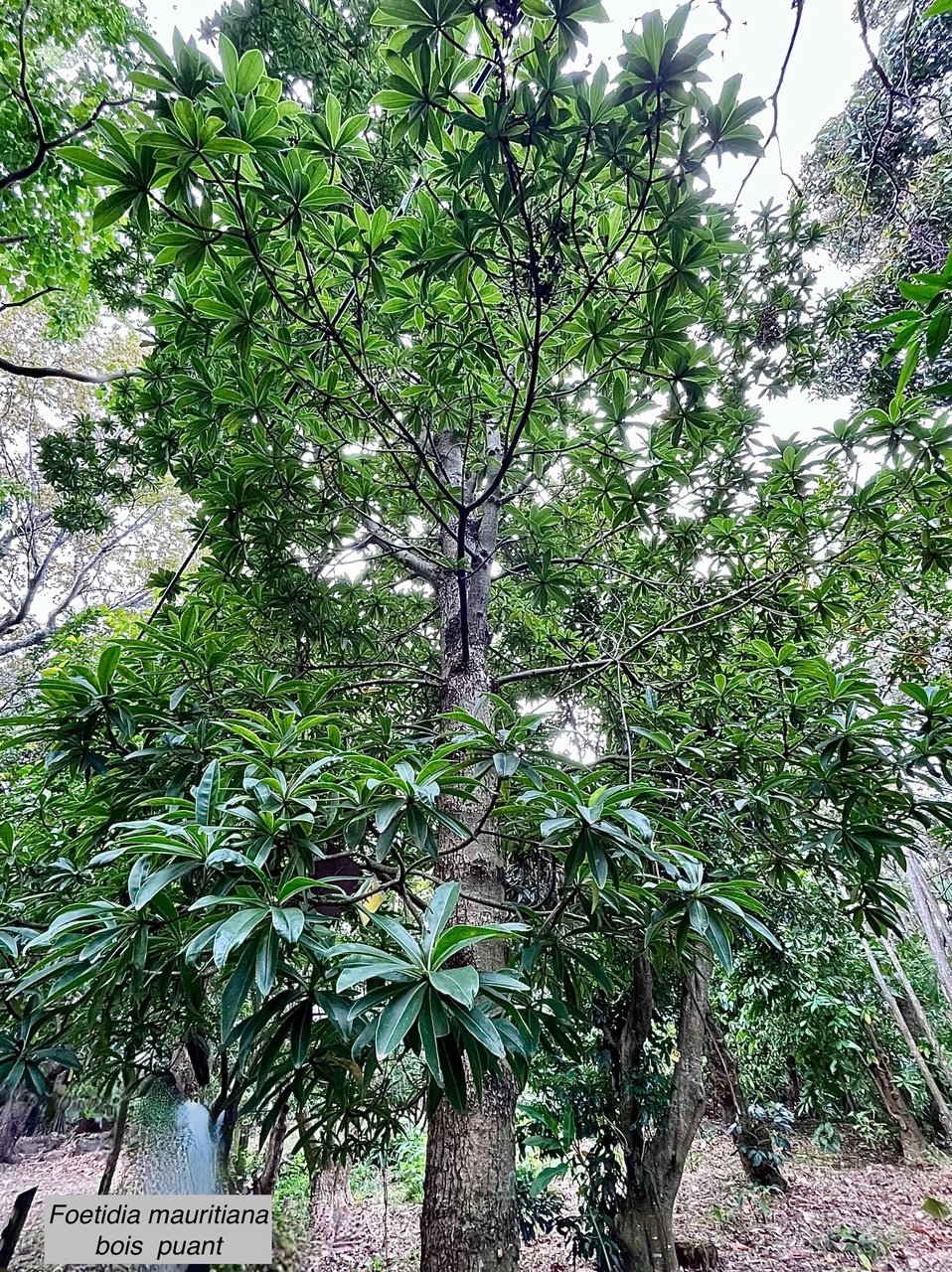 Foetidia mauritiana.bois puant.lecythidaceae.endémique Réunion Maurice.jpeg