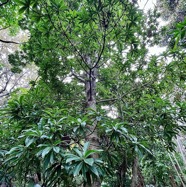 Foetidia mauritiana.bois puant.lecythidaceae.endémique Réunion Maurice.jpeg