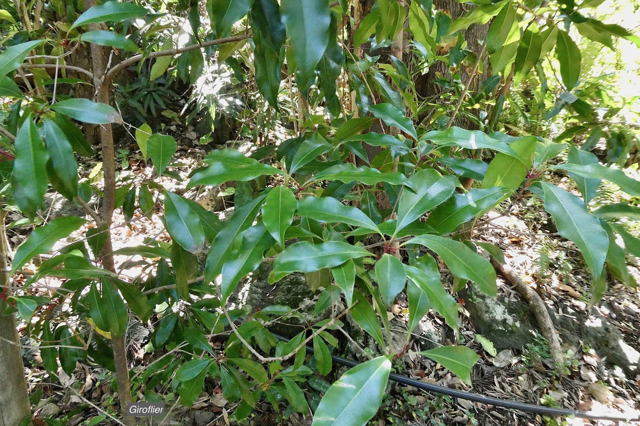 Syzygium aromaticum.giroflier.myrtaceae.espèce cultivée.sténonaturalisé ?.jpeg