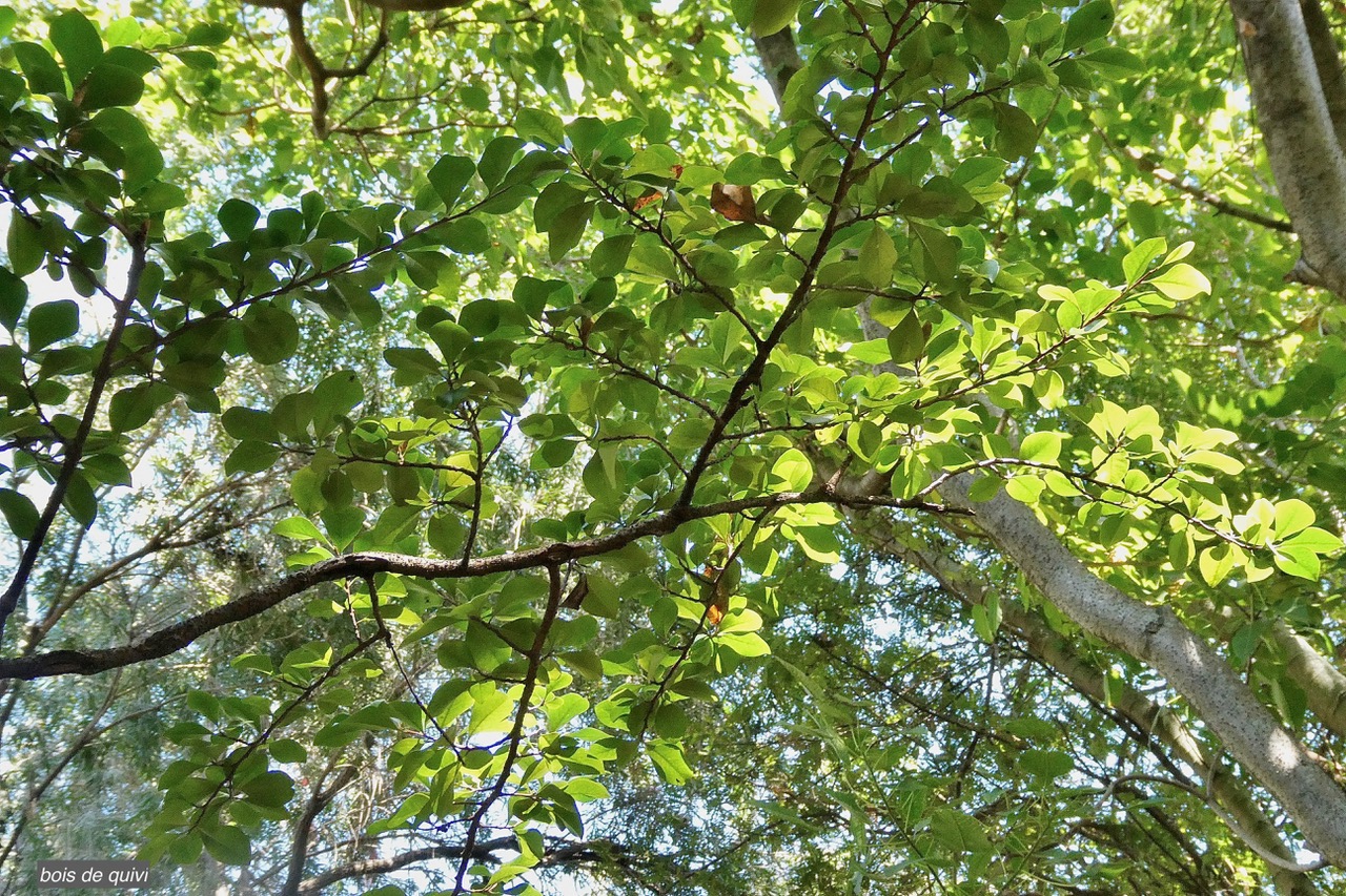 Turraea thouarsiana.bois de quivi.meliaceae.endémique Réunion Maurice.jpeg