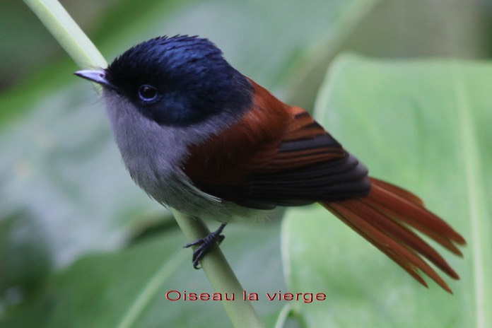 Oiseau la viergePiton de la Croix