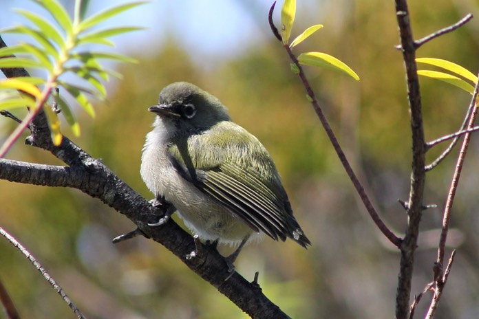 Oiseau lunette vert-Piste Piton de l'eau Textor