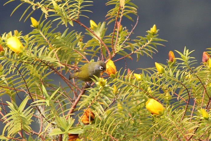 Oiseau lunette vert-Sentier Gol