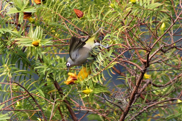 Oiseau vert -2-Sentier d Gol