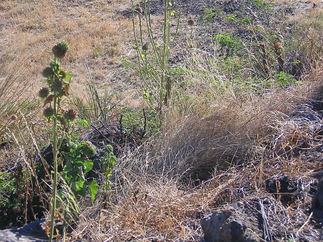 Monte-en-l'air.jpg