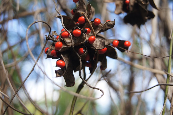 Abrus precatorius- Fruits et graines