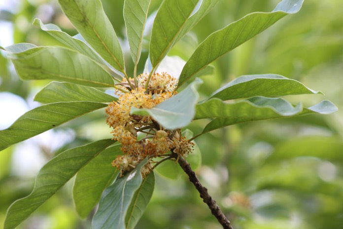 Avocat marron - Litsea glutinosa - Lauracée - exo