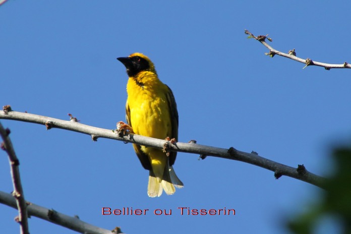 Bellier ou Tisserin