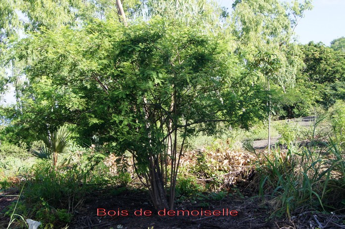 Bois de demoiselle - Phyllanthus casticum - Phyllanthacée - B