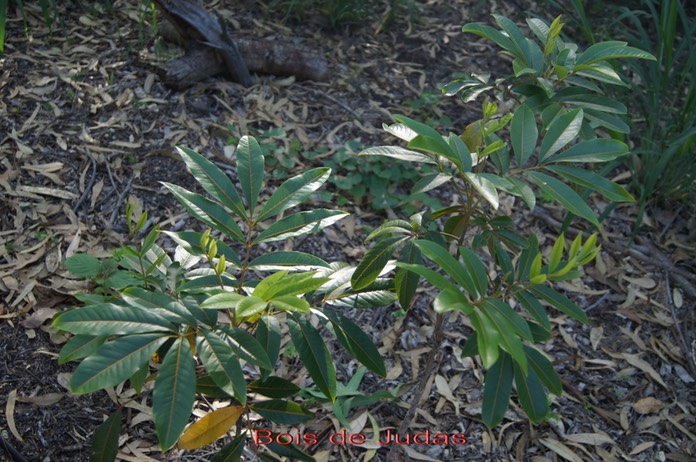 Bois de Judas - Cossinia pinnata - Sapindacée -BM