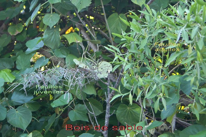 Bois de sable - Indigofera ammoxylum - Fabacée - B