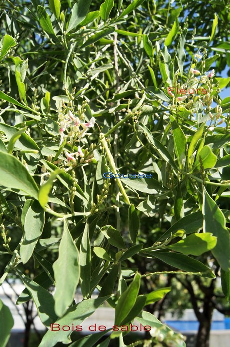 Bois de sable- Fleurs et fruits